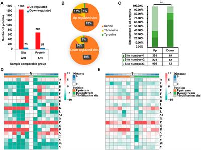 A Global Phosphorylation Atlas of Proteins Within Pathological Site of Rotator Cuff Tendinopathy